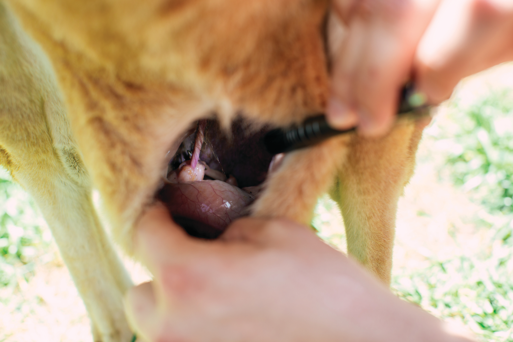 The Pet Issue 2021: Training Day